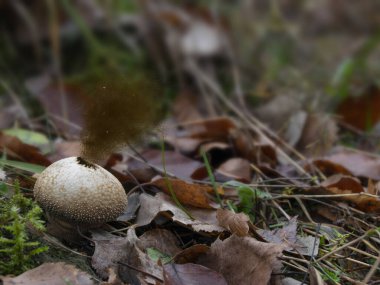 Olgun mantarlı puf topu sporları dışarı atar, yakın plan.