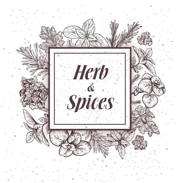Herbs and spices label. Engraving illustrations for tags. — Stock Vector