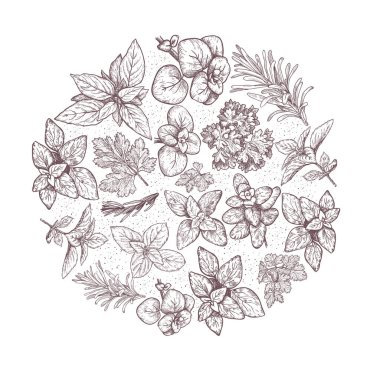 Otlar ve baharatlar etiket. Ambalaj için oyma resimler.