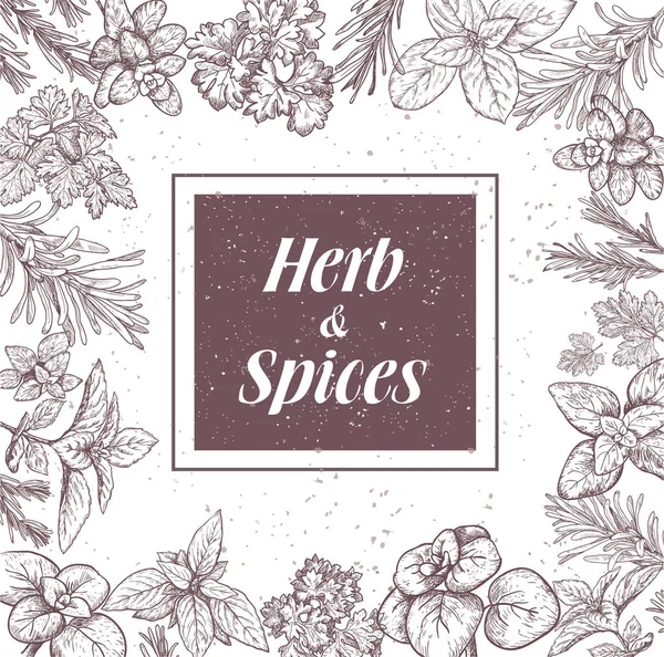 Herbs and spices label. Engraving illustrations for packaging. — Stock Vector