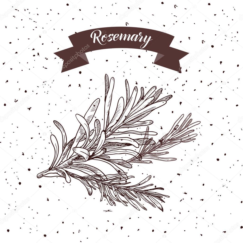 Rosemary. Herb and spice label. Engraving illustrations for tags. Vector sketches of vegan food.