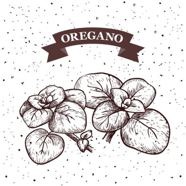 Kekik. Ot ve baharat etiket. Etiketler için oyma resimler. Vegan gıda vektör çizimler.