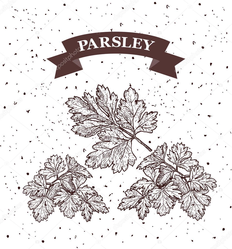 Parsley. Herb and spice label. Engraving illustrations for tags. Vector sketches of vegan food.