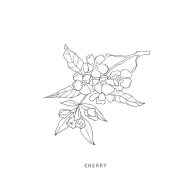 Yeşillik tasarım elementleri. Botanik logoları.