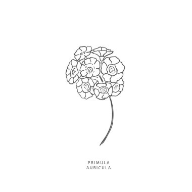 Yeşillik tasarım elementleri. Botanik logoları.