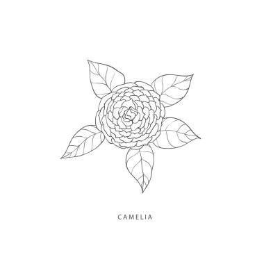 Yeşillik tasarım elementleri. Botanik logoları.