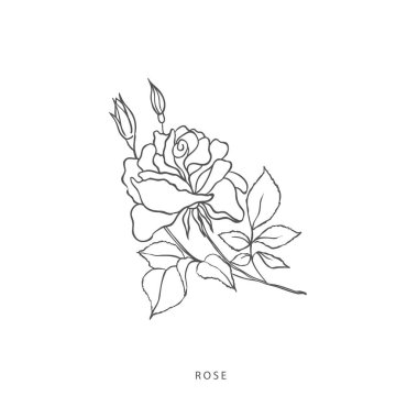 Yeşillik tasarım elementleri. Botanik logoları.