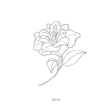 Yeşillik tasarım elementleri. Botanik logoları.