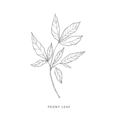 Yeşillik tasarım elementleri. Botanik logoları.