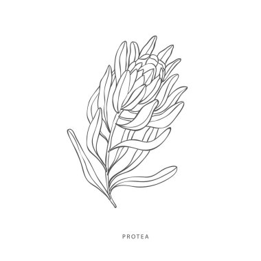 Yeşillik tasarım elementleri. Botanik logoları.