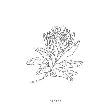 Yeşillik tasarım elementleri. Botanik logoları.