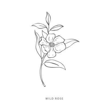 Yeşillik tasarım elementleri. Botanik logoları.