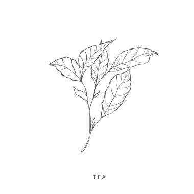 Yeşillik tasarım elementleri. Botanik logoları.