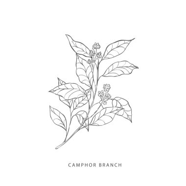 Yeşillik tasarım elementleri. Botanik logoları.