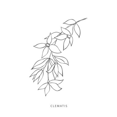 Yeşillik tasarım elementleri. Botanik logoları.