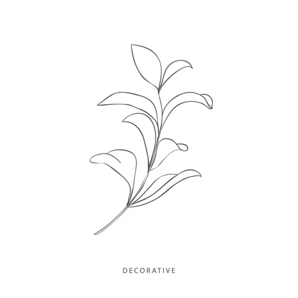 Elementos de diseño de vegetación. Logotipos botánicos . — Archivo Imágenes Vectoriales