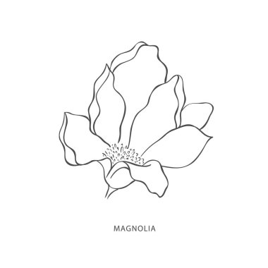 El çizimi manolya çiçeği. Botanik tasarım ögesi