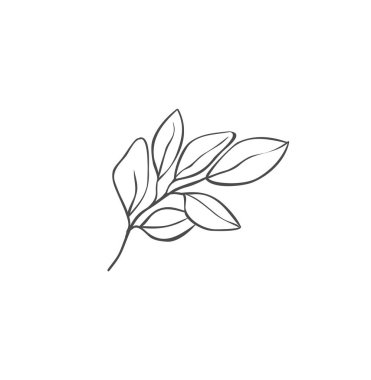 El yapımı bitki dalları. Yeşillik tasarım elementleri. Botanik logoları.