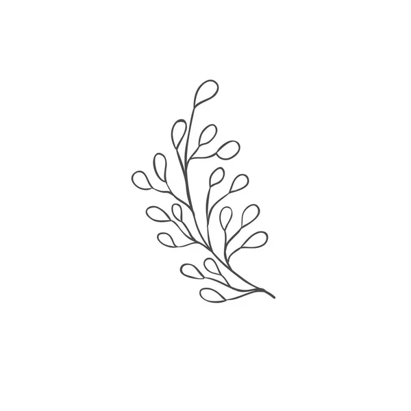 手绘植物枝条。 绿色设计元素。 植物学标志. — 图库矢量图片
