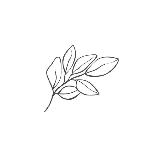 Ręcznie rysowane gałęzie roślin. Elementy projektu zieleni. Logo botaniczne. — Wektor stockowy