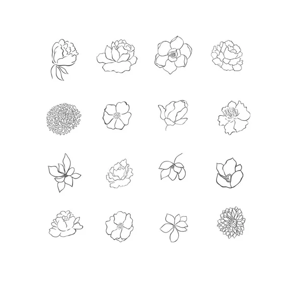 Branches végétales dessinées à la main. Éléments de conception de verdure. Logos botaniques . — Image vectorielle