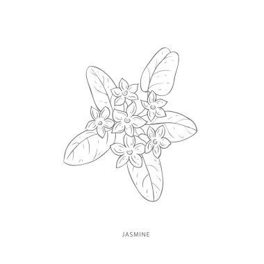 El yapımı yasemin çiçeği. Bitki tasarımı elementleri..