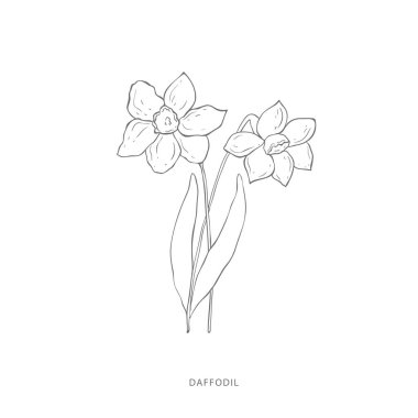 El yapımı nergis çiçeği. Bitki tasarımı elementleri..