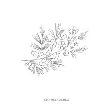 El yapımı chamelaucium çiçeği. Bitki tasarımı elementleri..