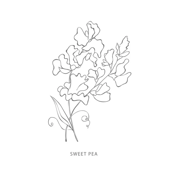 Χειροποίητο γλυκό λουλούδι μπιζελιού.Στοιχεία σχεδιασμού φυτών. — Διανυσματικό Αρχείο