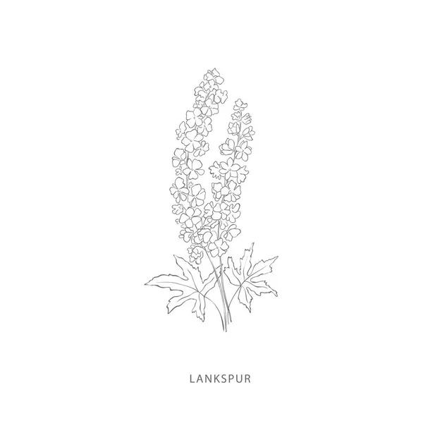 Dibujado a mano lankspur flor.Plant elementos de diseño . — Archivo Imágenes Vectoriales