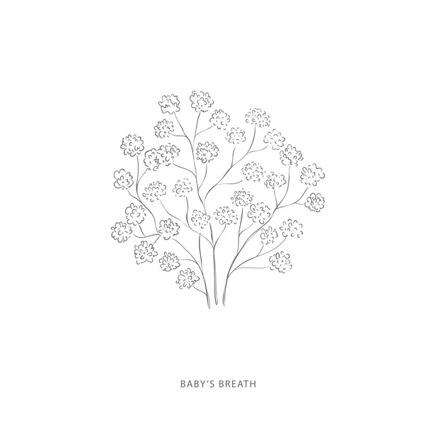 Botanical illustration of baby`s breath - YouTube