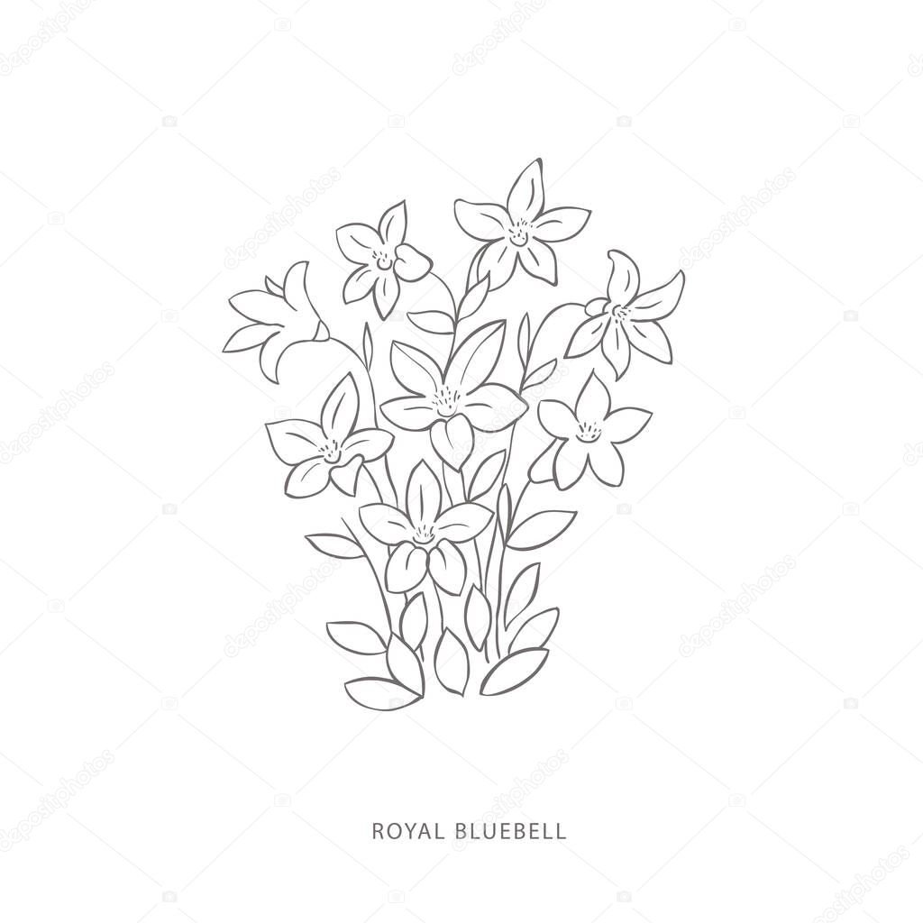 Hand drawn royal bluebell flower.Plant design elements. Botanical logo.