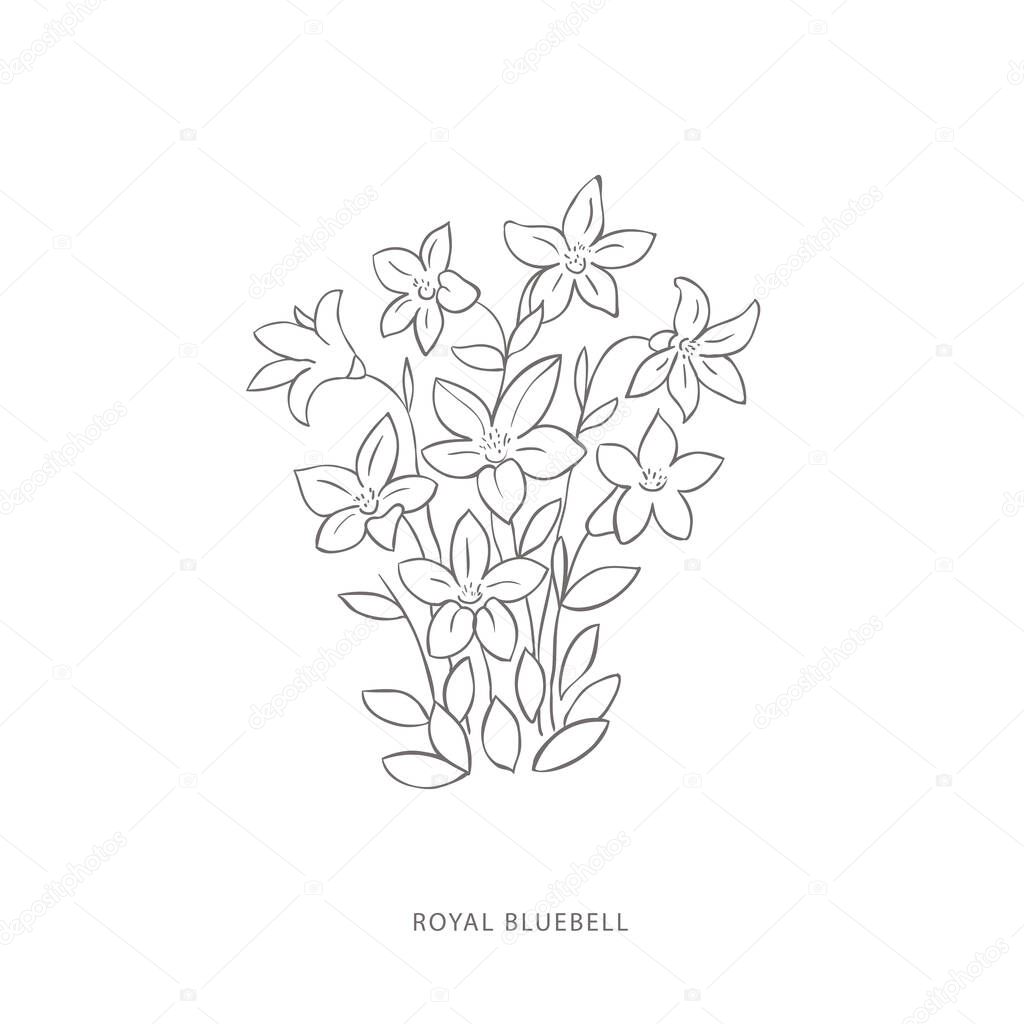 Hand drawn royal bluebell flower.Plant design elements.