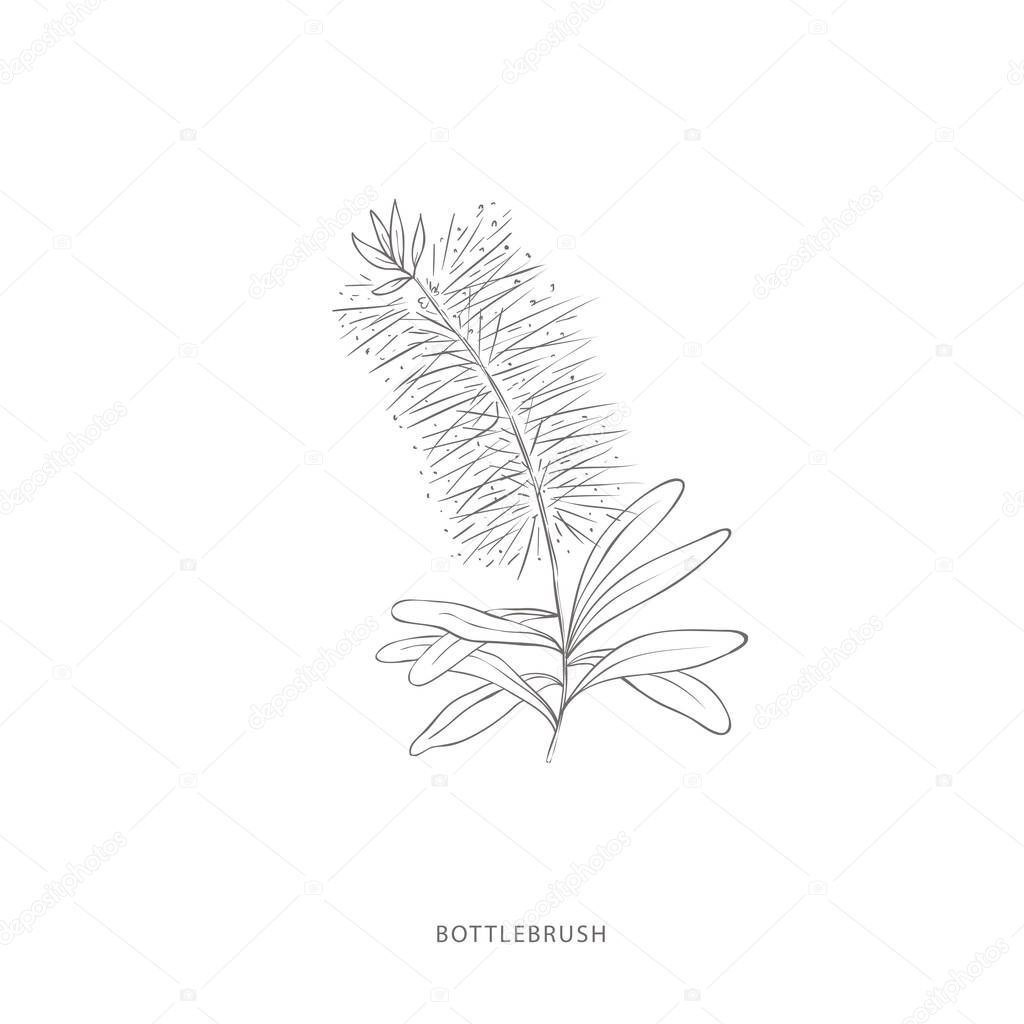 Hand drawn bottlebrush flower.Plant design elements.