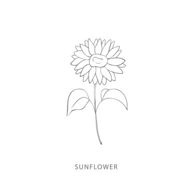 El yapımı ayçiçeği. Bitki tasarım elementleri. Botanik logosu.