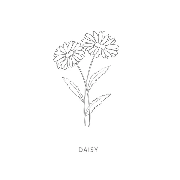 Ręcznie Rysowane Stokrotki Kwiat Elementy Konstrukcyjne Roślin Logo Botaniczne — Wektor stockowy