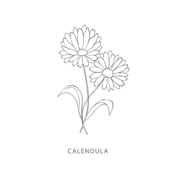 Hand Drawn Calendula Flower Plant Design Elements Botanical Logo — Stock Vector