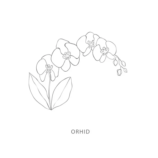 Handgetekende Orchidee Bloem Plantaardige Design Elementen Botanisch Logo Rechtenvrije Stockvectors
