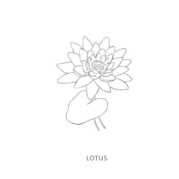 Handgetekende Lotusbloem Plantaardig Design Elementen Botanisch Logo Stockvector