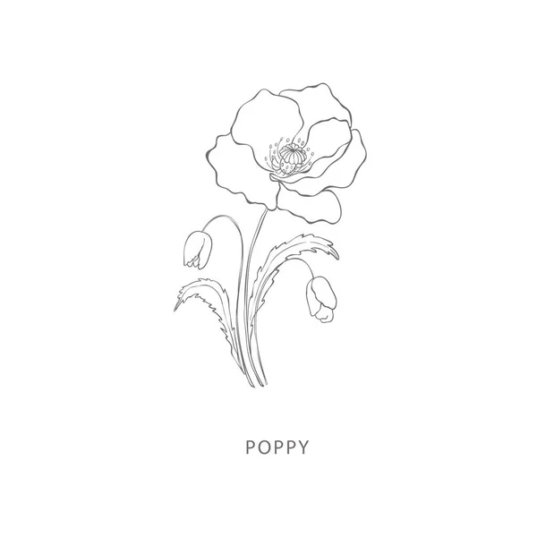 Handgetekende Papaver Bloem Plant Design Elementen Botanisch Logo Vectorbeelden