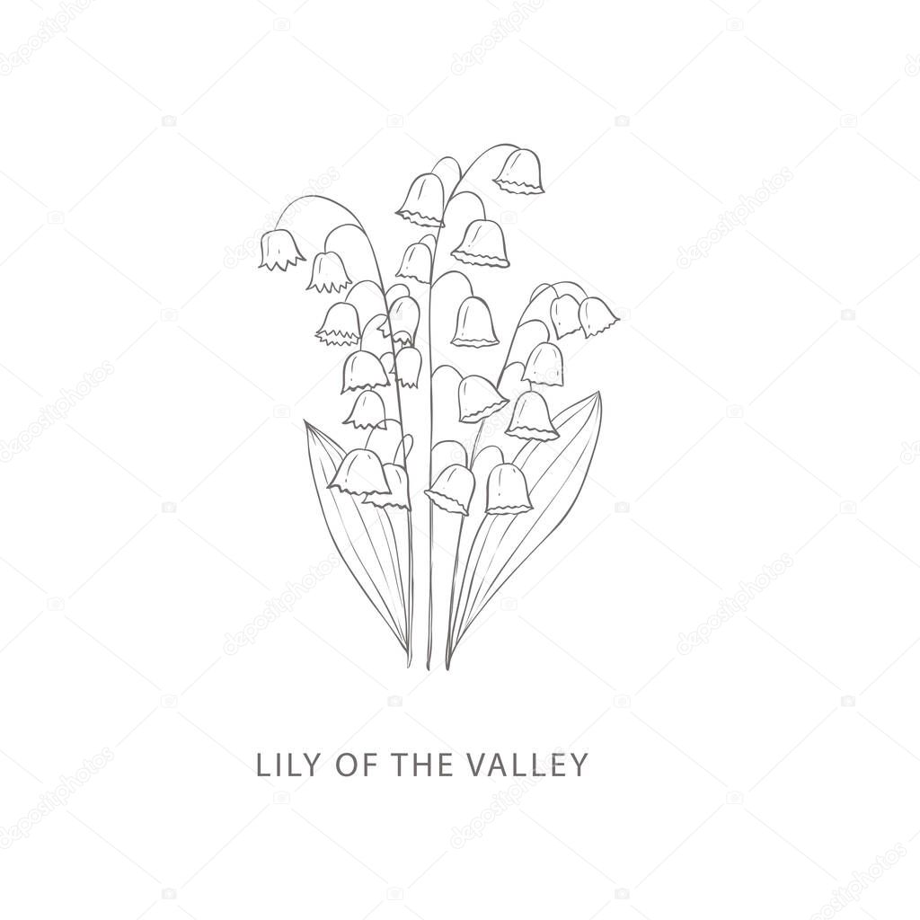 Hand drawn lily of valley flower. Plant design elements. Botanical logo.
