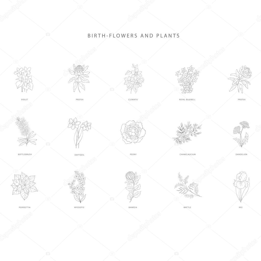 Set of hand drawn plant branches. Birth flowers. Greenery design elements. Botanical  logos.