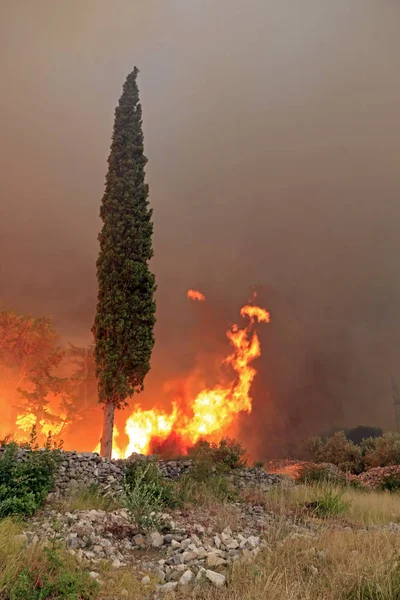 Лісова пожежа догоряють кипарис — стокове фото
