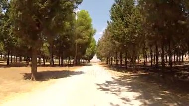 Çam ağaçları geçerken