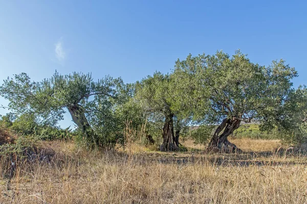 Ancient olive trees — Stock Photo, Image