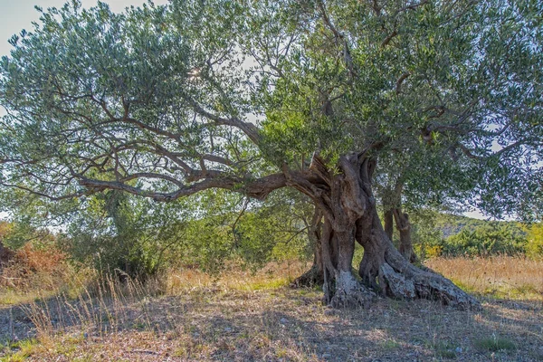 Ancient olive tree — Stock Photo, Image
