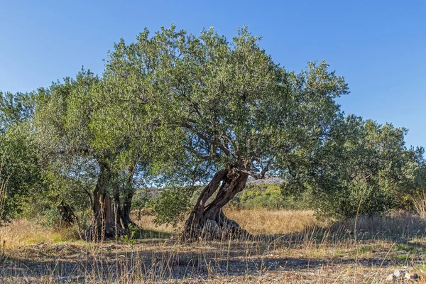 Old olive trees — Stock Photo, Image