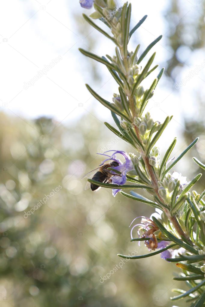 Bee on the rosemary flower
