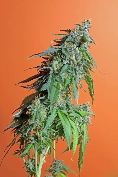 Blommande Marijuana Blomma Orange Bakgrund — Stockfoto