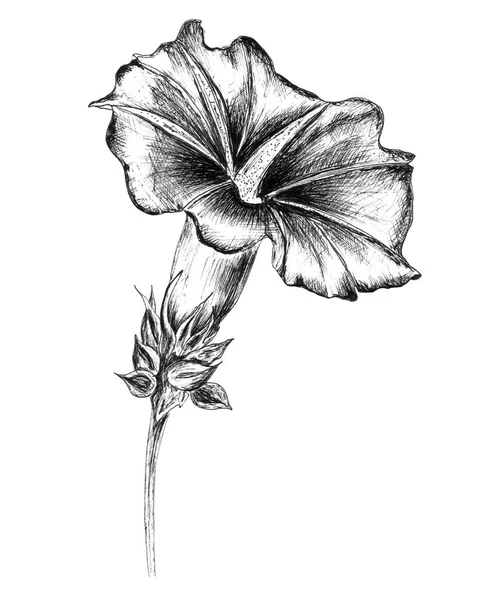 Hand drawn flower.Ink drawn.Bindweed,Morning Glory.Linear drawn. — Stock Photo, Image